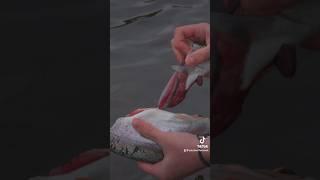 Trout Catch and Cook#viral #fyp #trending #foryou
