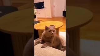 Funny Animals 2024  - Funniest Cats and Dogs video   #shorts