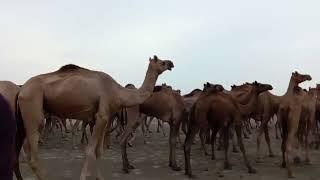 Thar desert camels village life thar desert camels viral video