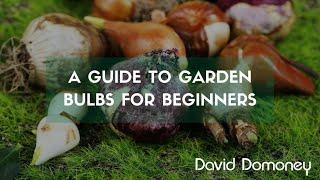 A guide to garden bulbs for beginners