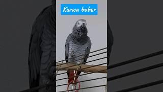 KURWA BOBER / Эврика меломан