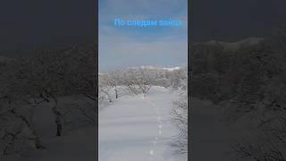 заяц был рядом