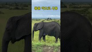 똥은 유익한 미생물 더머리
