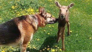 Abandoned baby moose becomes fast friends with family dog