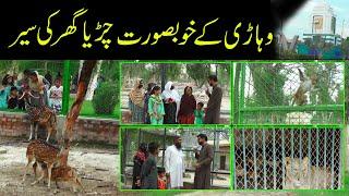 Vehari Zoo Walking Tour || Wildlife Park In Vehari Punjab Pakistan || Discover New Animals and Birds