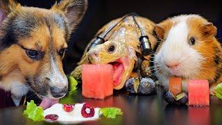 Dog Turtle Tortoise Guinea Pig  ASMR Mukbang Eating Food