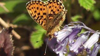 Pearl-bordered Fritillary.  Fellover Brake, St Breward. Cornwall.