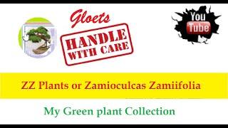 ZZ Plants or Zamioculcas Zamiifolia