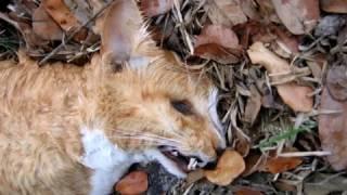 Animal Response after Hurricane Katrina