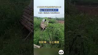 17只母兔子放廢棄院子裏21天，院子變化究竟有多大？網友：活脫脫17臺割草機啊~#shorts #china #DynamicChina
