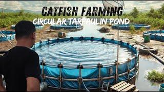 BRILLIANT IDEAS On how to Build a Circular Tarpaulin Pond for Million Catfish.