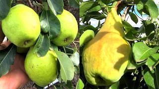 ЗИМНЯЯ из ВИРа, ЗОЛОТИСТАЯ: поздне-зимние сорта груши
