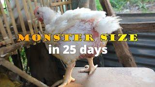 paraan upang mabilis lumaki at masigla sa loob lamang ng 25days #broiler #chicken