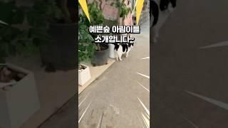 아림아~ 여기 좀 봐줄래~? #냥이 #고양이