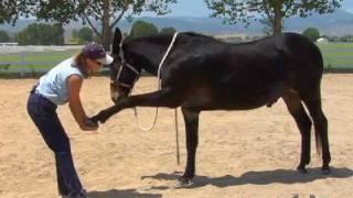 Equus Revisited: A Complete Approach to Athletic Conditioning