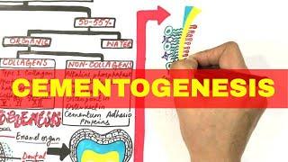 Cementogenesis - Cementum Composition, Types & Formation