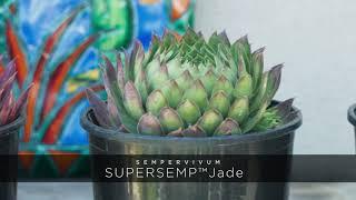 PlantHaven CAST 2021 - Sempervivum SUPERSEMPS® Emerald and Jade