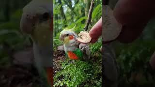 Ollie the Cockatiel’s Tasty Adventure in New Zealand #cockatielbird #cockatiel