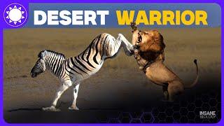 The Insane Biology of: Zebra | Animal Documentary