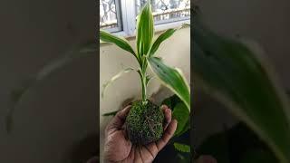 Dracaena sanderiana white Kokedama