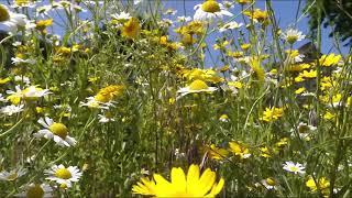 June blue skies and wild flowers.