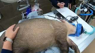 Aardvark receives wellness exam at zoo hospital