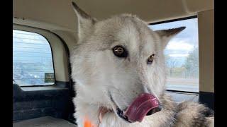 Wolfdog Learns to Play Fetch