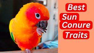 The BEST Things About Sun Conure Parrots