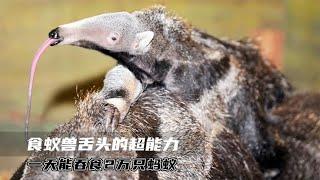 食蚁兽的舌头长达60cm，白蚁群藏在土堆里，也躲不过“一步到胃”