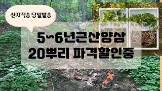 산양산삼효능좋은 산지직송 산양삼잎있는 5년근 6년근산양삼 20뿌리 가성비좋아요 당일캐서 오늘보내드립니다 강원도 삼순이네 산삼농장직접판매