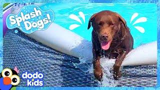 Goofy Dog Keeps Spilling All The Pool Water! | Dodo Kids | Splash Dogs