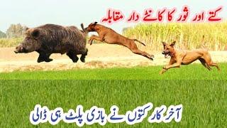 Pig hunting with dogs Soor Ka Shakir l World hog hunting l World boars Hunting with dogs