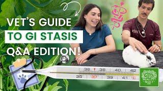 Everything You Need To Know About GI Stasis (From a Veterinarian!)