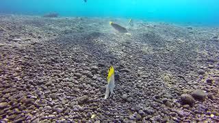 South Kona Shore Diving - Big Island, Hawaii