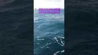 진해더블피싱 참돔타이라바 29일욜 철수조황  #진해더블피싱 #참돔타이라바