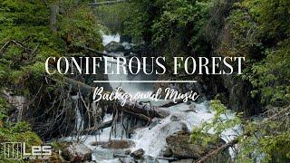 Coniferous forest : Acoustic Solo Guitar Peaceful Hopeful Background Music