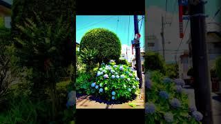 Vibrato. Japan. Kamikanuki Miyahara Town, Numazu City. 20215.31 Photo shoot.
