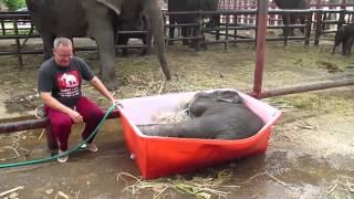 Baby Elephant Bathing "Double trouble"