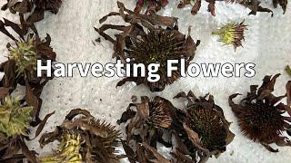 How to Harvest a Variety of Flowers and Dahlia Tubers!