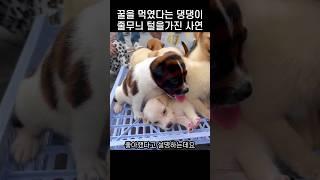"어쩜 이럴수가?".. 시장에서 분양받은 꿀벌 댕댕이의 사정
