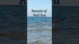 Beauty of Red Sea. Calming waves. #inspiration #redsea #sealife #seawaves #calmingsounds #sealovers