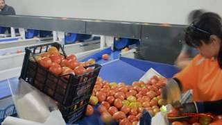 OLIMPIAS S.A. | Processing and grading line for tomatoes.