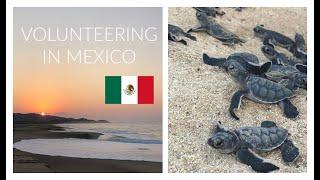 COLOLA, MEXICO Travel Diary | Volunteering with SEE Turtles