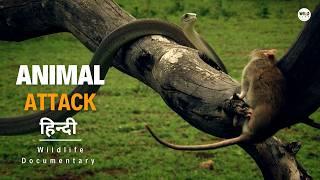 Animal Attack Rate, Africa - हिन्दी डॉक्यूमेंट्री | Wildlife documentary in Hindi