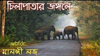 Chilapata Forest || চিলাপাতা ভ্রমণ তথ্য || Chilapata Jungle Safari || wbfdc Malangi Lodge