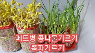 페트병콩나물노랗고 오동통하게 기르는방법/쪽파기르기/2인가족/ [huaya화야금]