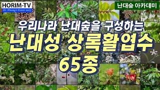 정원수로 좋은 난대성 상록 활엽수 65종, 숲 전문 HORIM-TV