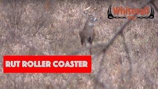 WhitetailDNA 2016 #4: Rut Roller Coaster