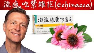 紫錐花好處,流感與消炎抗癌,自然療法,柏格醫生 Dr Berg