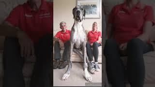 #Shorts _#Biggest Dog In The World #Largest Dog In The World #